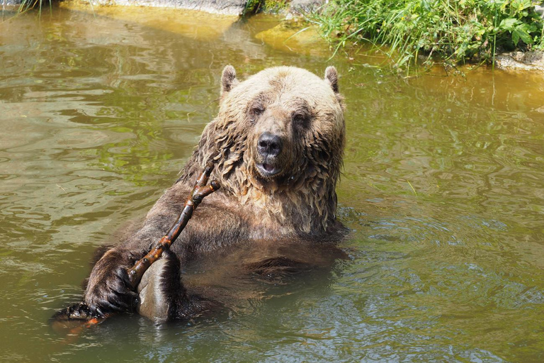 Arbesbach Bear Forest: Ticket Bärenwald Arbesbach: Ticket