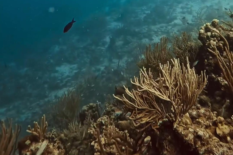 Expérience de plongée sous-marine sur le côté ou à AlanyaDe côté