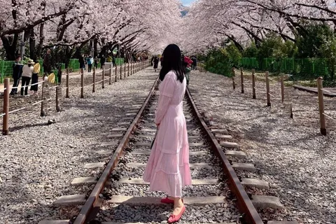 De Seul: Excursão de 1 dia a Jinhae Cherry Blossom