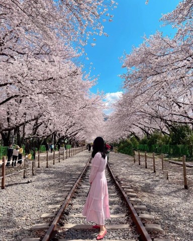 Visit From Seoul Jinhae Cherry Blossom Full-Day Tour in Masan, South Korea