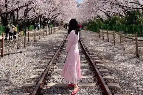 Depuis Séoul : Visite d'une jounée des cerisiers en fleurs à Jinhae