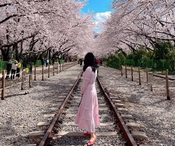 De Seul: Excursão de 1 dia a Jinhae Cherry Blossom