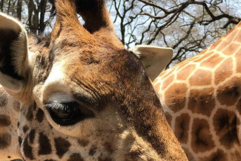 Elephant Orphanage and Giraffe Center Tour
