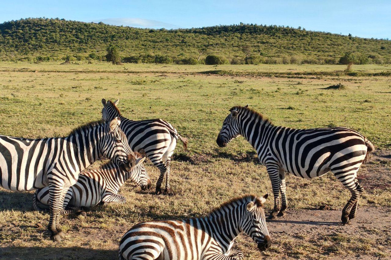 Nairobi: 3-Day epic trip to Maasai Mara Reserve with meals 3 days, 2 nights private safari to Mara in a tourist VAN