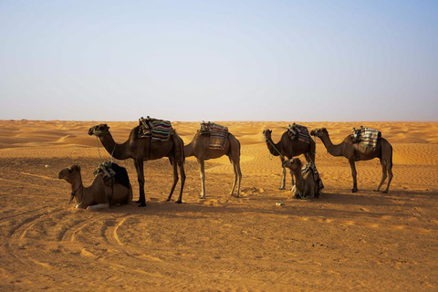 Tour de 1 día combinado por el desierto de Ksar Ghilane y Ksar Jouamaa