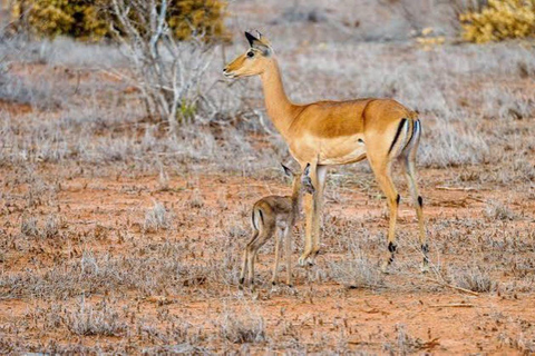 From Mombasa: Tsavo East National Park Safari