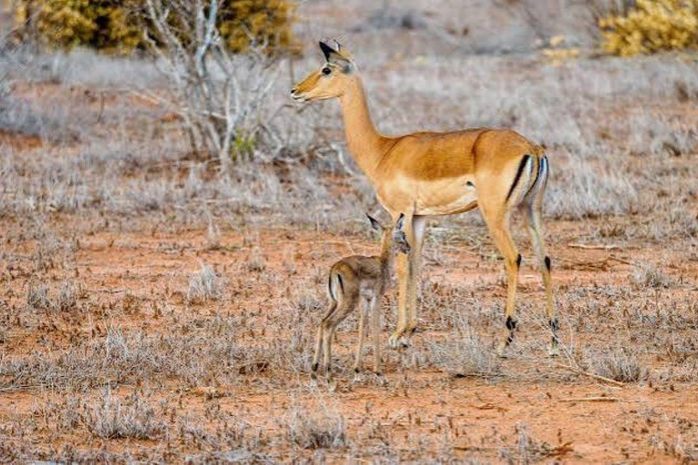 From Mombasa: Tsavo East National Park Safari
