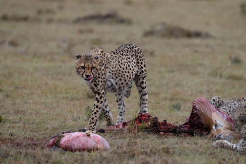 4 days Tsavo East, Amboseli and saltlick lodge safari