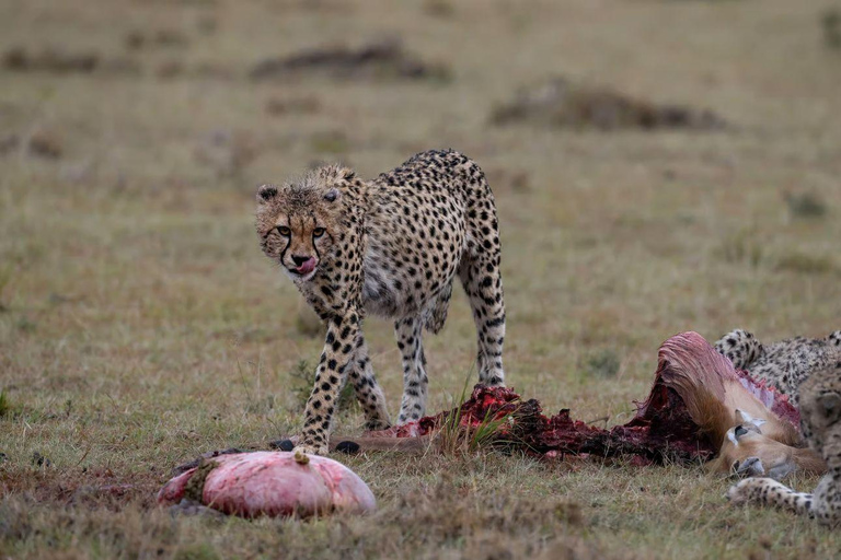 4 days Tsavo East, Amboseli and saltlick lodge safari