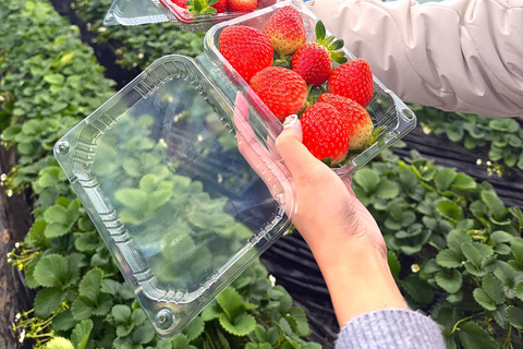 Seoul: Cherry Blossom & Pokpo Waterfall Cafe One Day Tour A. Cherry Blossom Spring Route