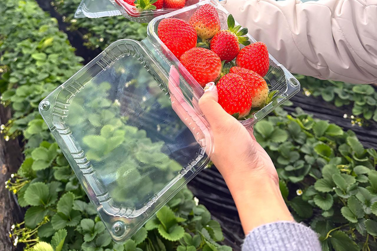 Seoul: Cherry Blossom & Pokpo Waterfall Cafe One Day Tour A. Cherry Blossom Spring Route