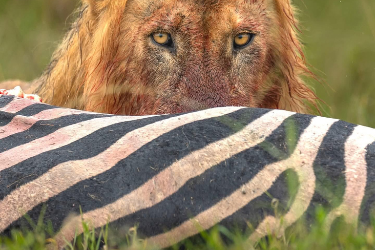 Kigali: Akagera National Park Safari with Boat Cruise