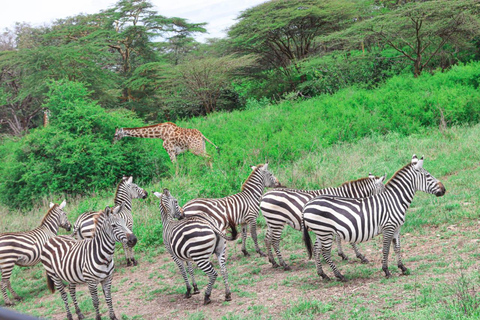 Tur i Nairobis nationalpark i en 4X4 Landcruiser