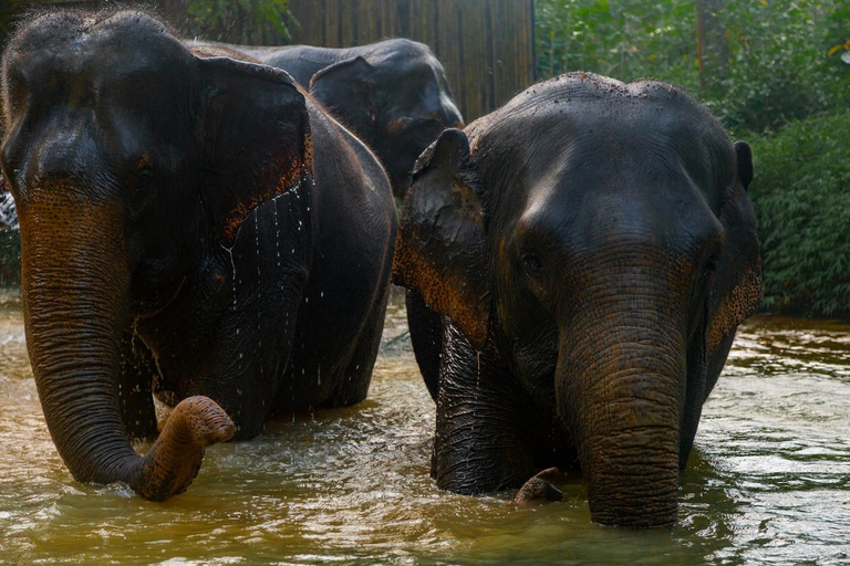 Khaolak: Visita guiada al Santuario de Elefantes con traslados al hotel