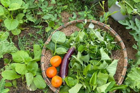 Hoi An Cooking Class with Organic Farm & Local Market