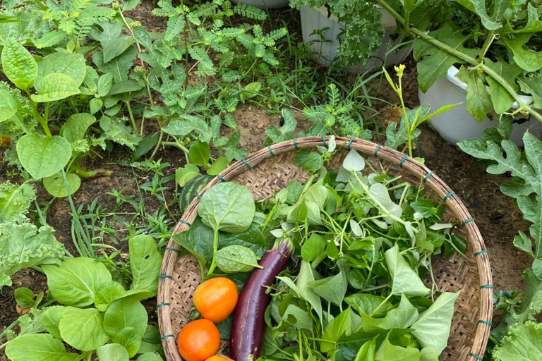Hoi An Cooking Class with Organic Farm & Local Market