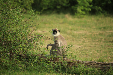 From Sigiriya/Dambulla : Minneriya National Park Wild Safari