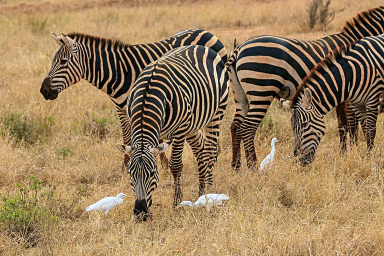 Overnight Safari to Amboseli from Nairobi