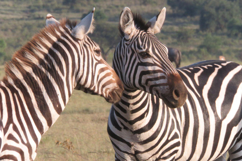 Masai Mara, Amboseli, Nakuru, & Naivasha Lakes 7-Day Safari