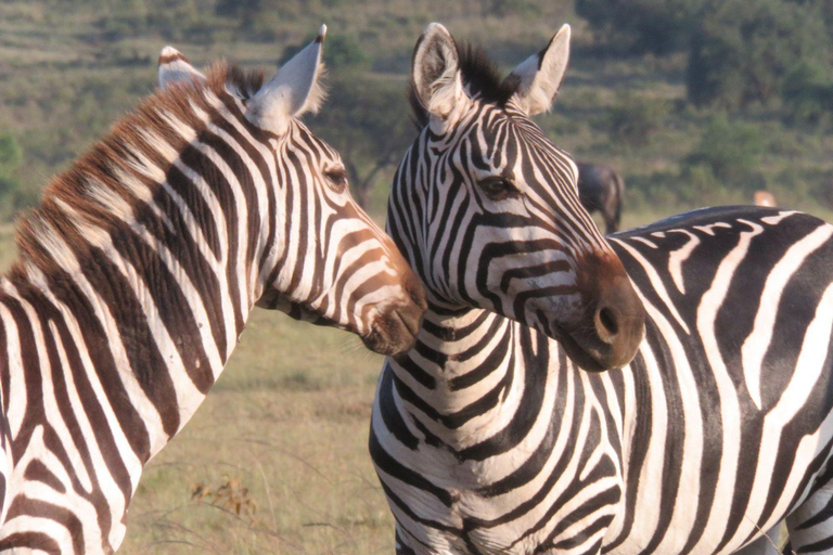 Masai Mara, Amboseli, Nakuru, & Naivasha Lakes 7-Day Safari