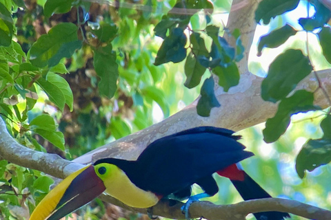 Manuel Antonio Park: Guidad vandring med en naturforskarePrivat rundtur