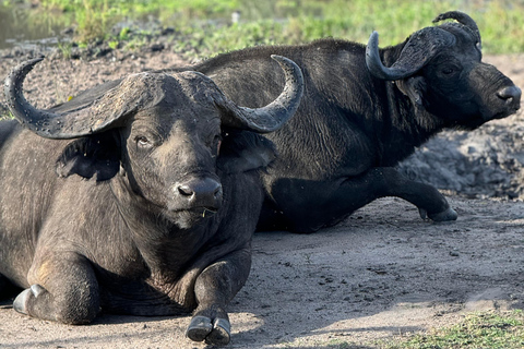 Uganda: 7-tägige Big Five-, Gorilla- und Schimpansen-Safari