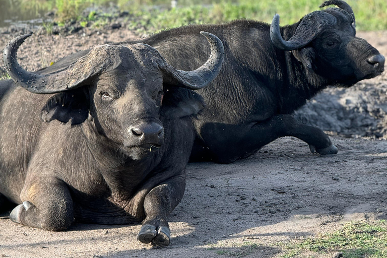 Uganda: 7-dagars safari med Big Five, gorilla och schimpans