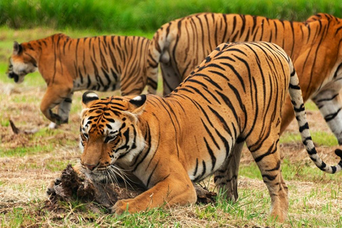 From Delhi: Sariska Wildlife Safari with Private Car