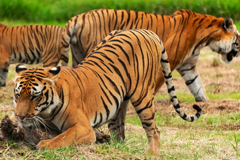 From Delhi: Sariska Wildlife Safari with Private Car