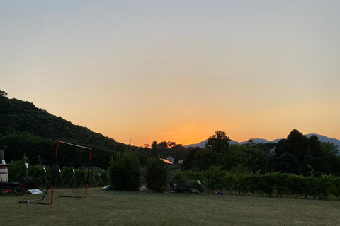 Tasting in a Vineyard with transfer from Pisa