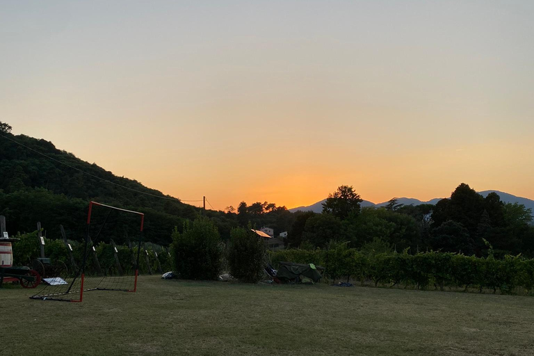 Visite des vignobles de Toscane en navette depuis Lucques