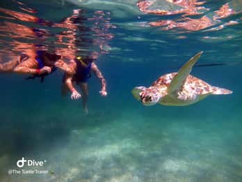 Akumal : Visite guidée de plongée avec tuba pour les tortues et photos