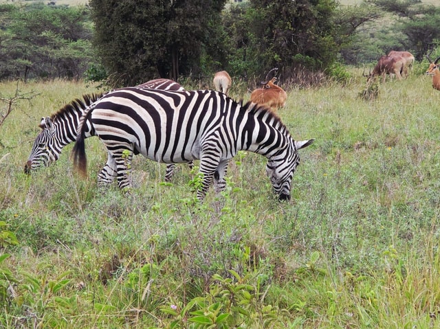Lake Naivasha Adventure: Crescent Island with Boat Safari