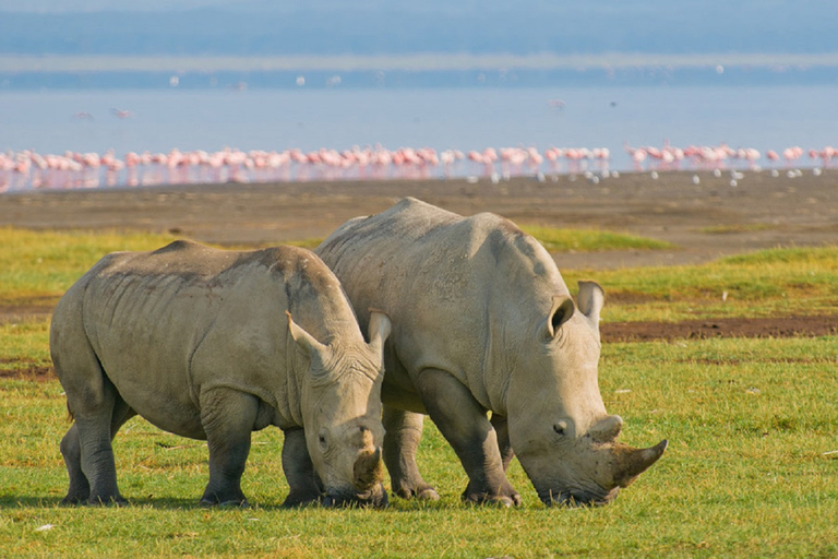 Lake Nakuru national park day trip from Nairobi