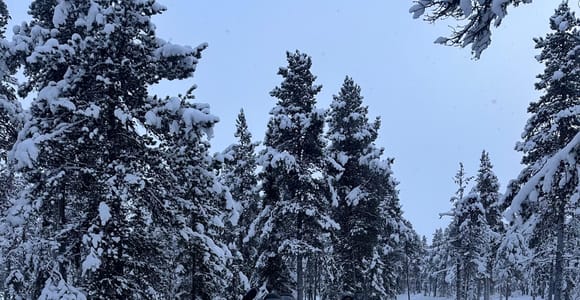 Kiruna: Early Morning Snowmobile Ride Across Arctic Plains