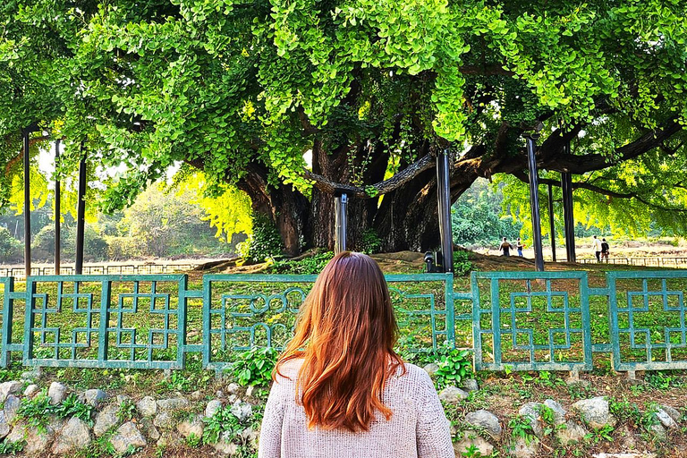 From Seoul: Wonju Nature Day Trip, Ginkgo Tree & Cable Car A. [Spring] Sogeumsan Cable Car & Cherry Blossom Tunnel Tour