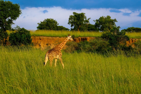 3 dagar Tanzania Big 5 Budget Safari Tour