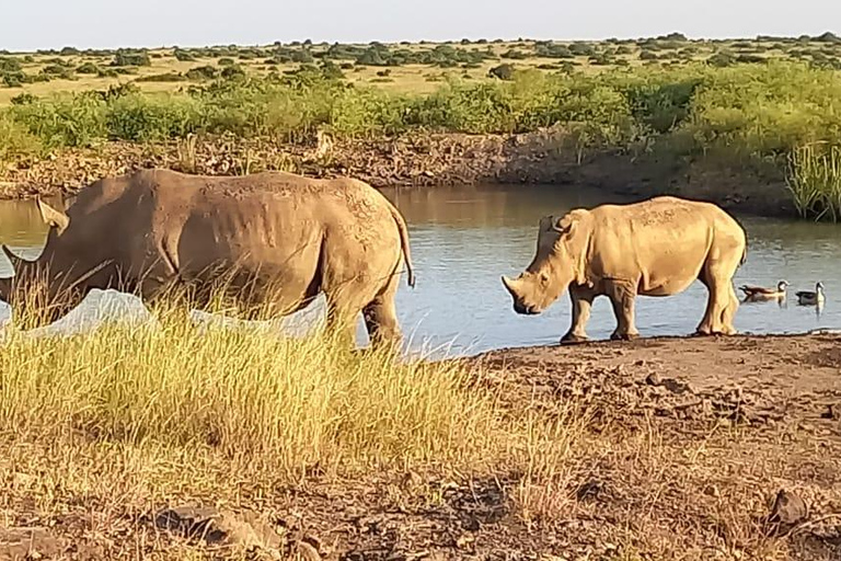 Parc national de Nairobi ; 4 heures de route en voiture dans le seul parc urbain du monde