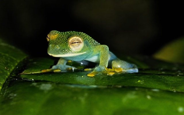 Drake Bay: Guided Nighttime Wildlife Walk with Equipment