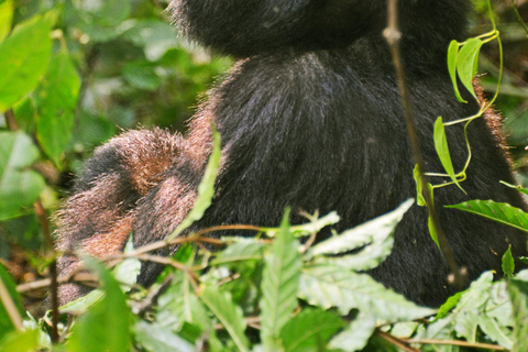 Kibale: 3-dagars lyxig chimpansspårning med anpassade upphämtningar