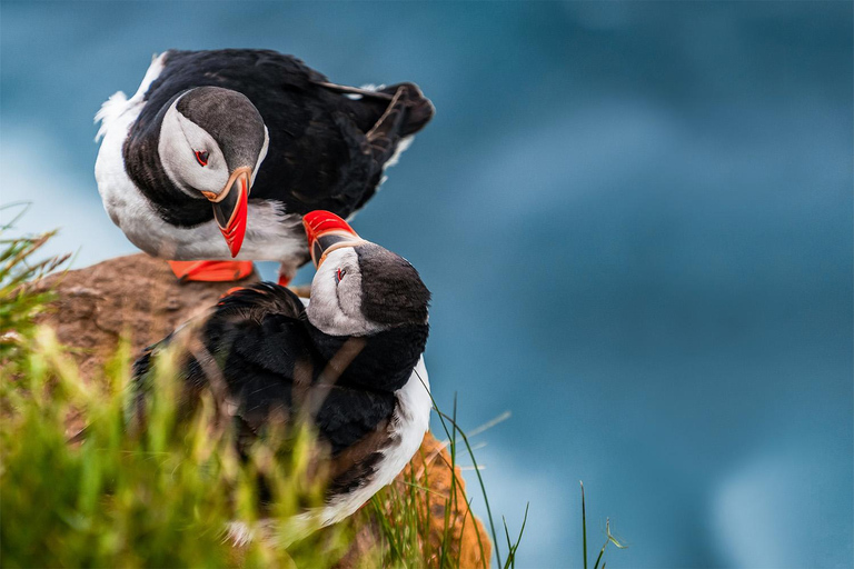 From Reykjavik: Puffin and Volcano Tour in Westman Islands