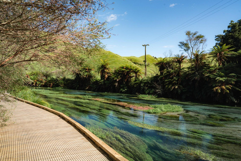 Private Day Tour: Blue Springs & Hobbiton Movie Set