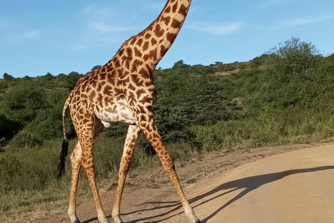 Parque Nacional de Nairobi: medio día en safari para ver leones y rinocerontesParque Nacional de Nairobi: tour privado de medio día