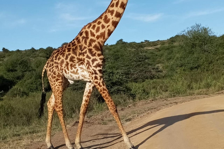 Parque Nacional de Nairobi: medio día en safari para ver leones y rinocerontesParque Nacional de Nairobi: tour privado de medio día