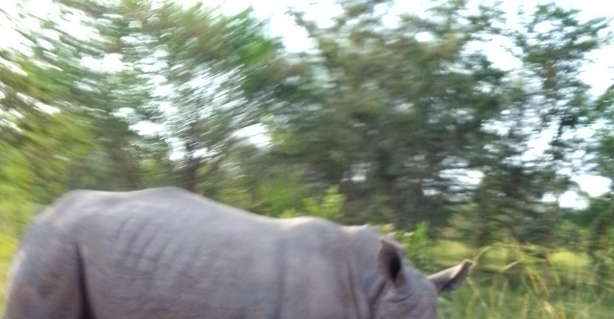 Ziwa Rhino Sanctuary的1天旅行 - Housity