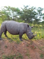 Ziwa Rhino Sanctuary的1天旅行 - Housity