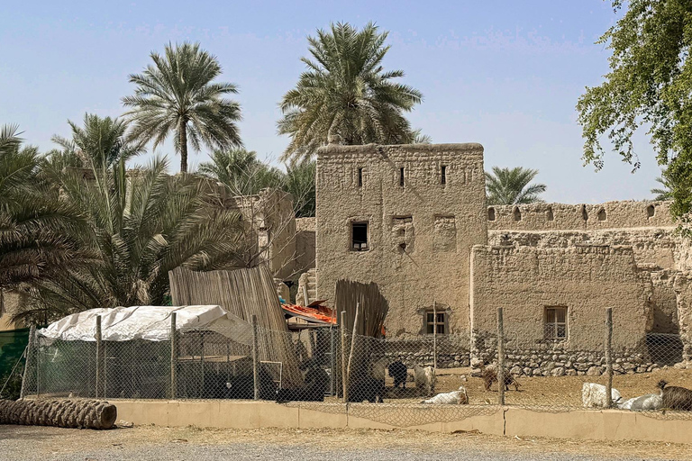 From Muscat: Nizwa & Jebel Akhdar Wonders Adventure Day Trip Nizwa, Birkat Al Mouz & Jebel Akhdar Sunset Experience