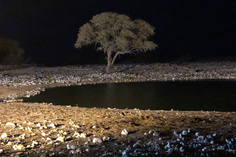 Windhoek: 3-Day Guided Safari in Etosha with Lodge