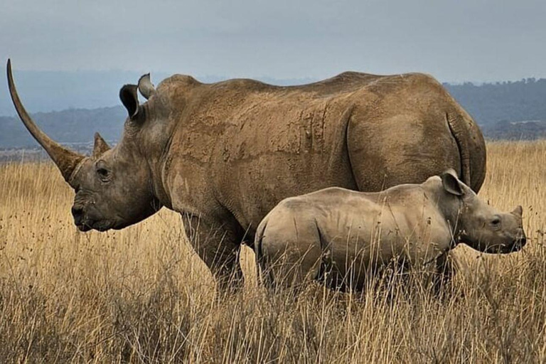 Półdniowa wycieczka do Parku Narodowego Nairobi