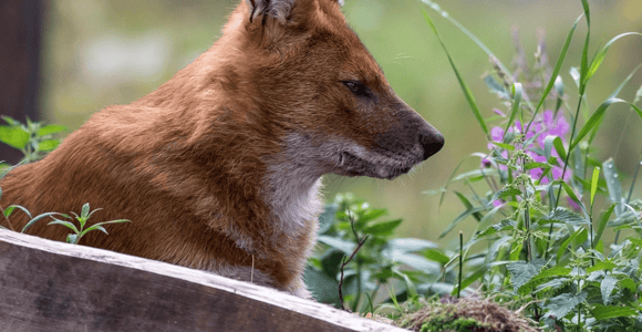 Rovaniemi: Ranua Wildlife Park Experience